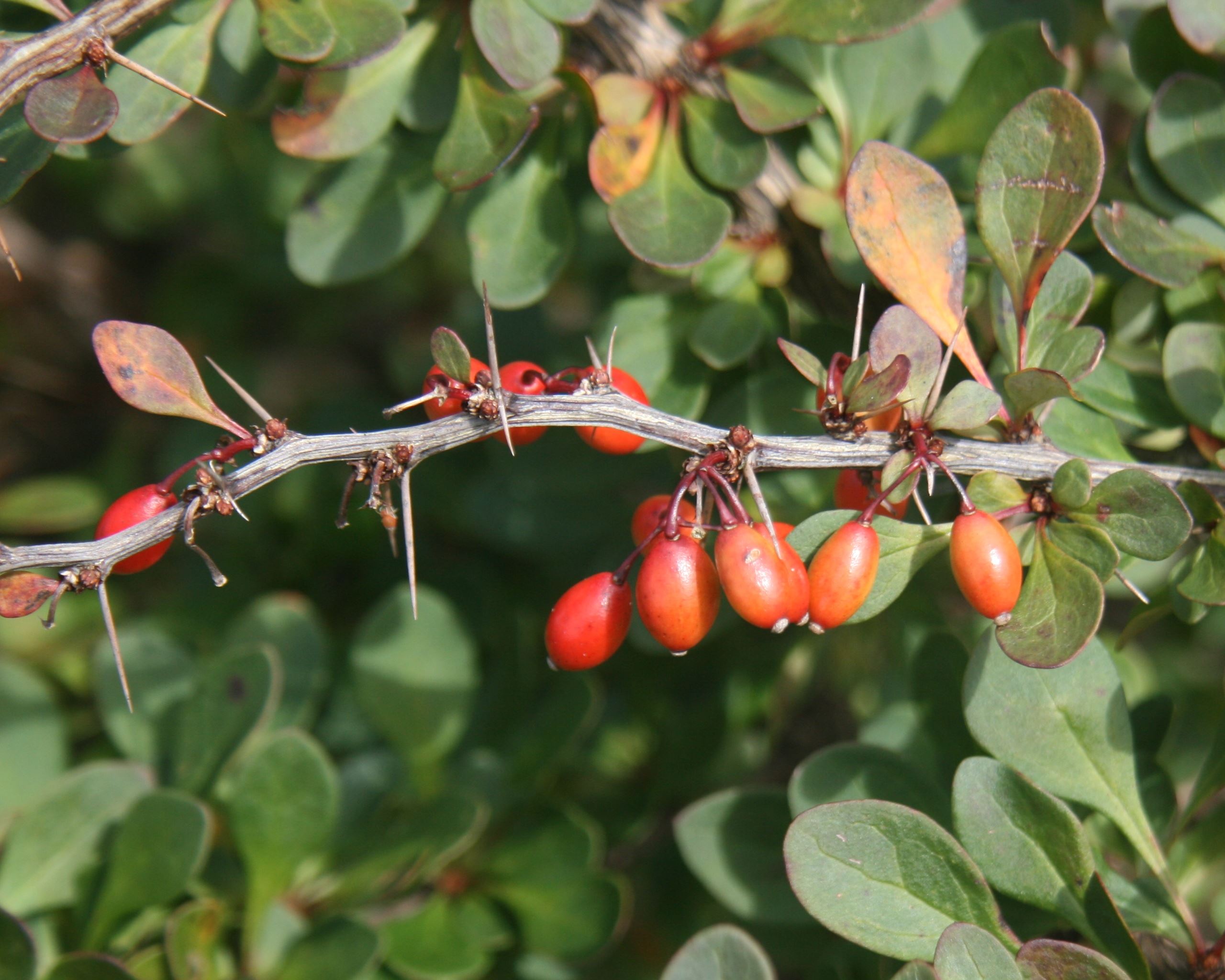 Berberis_thunbergii_fruits