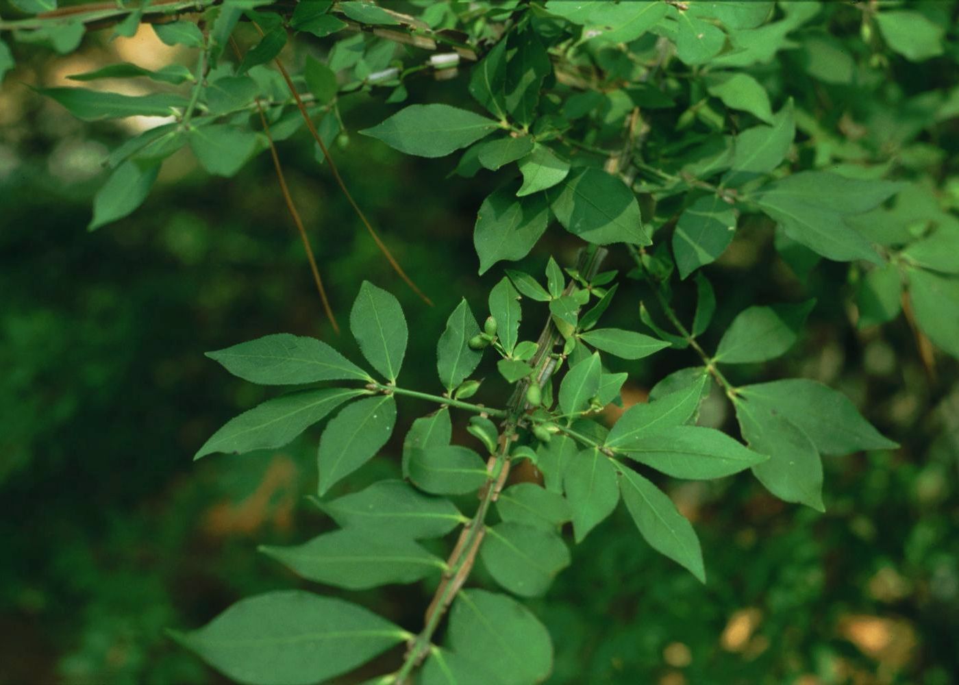 Euonymus_alatus_1