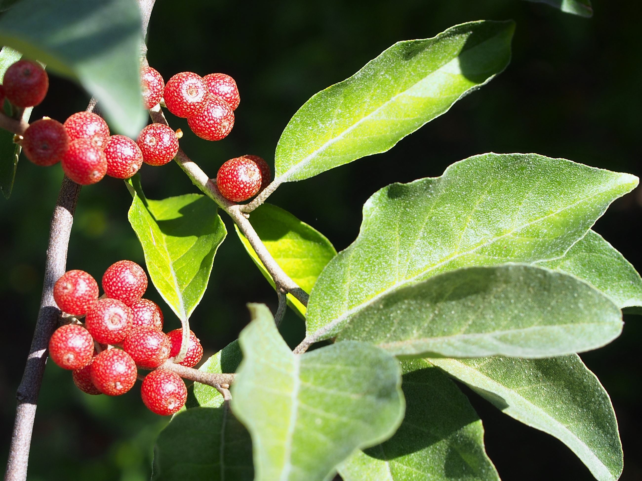 Elaeagnus_umbellata_Oliwnik_baldaszkowy_2019-09-15_02