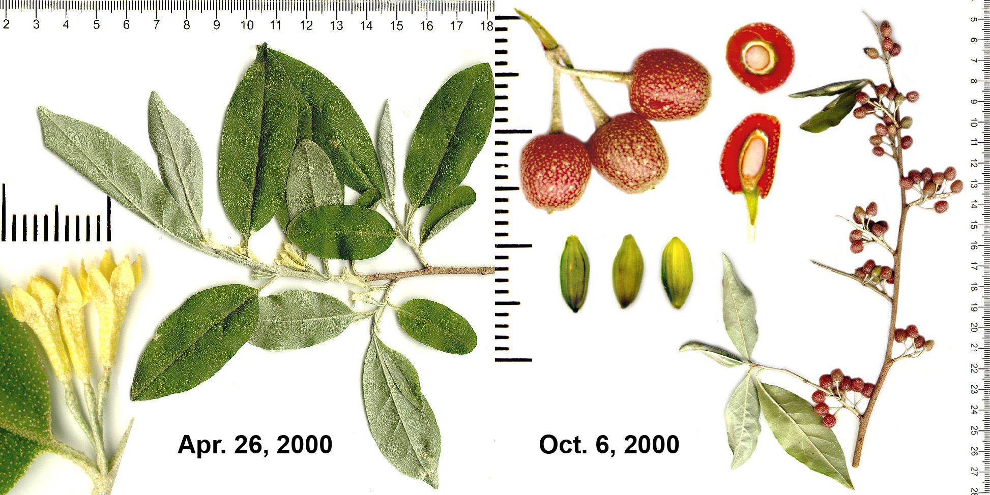 Elaeagnus_umbelata_all
