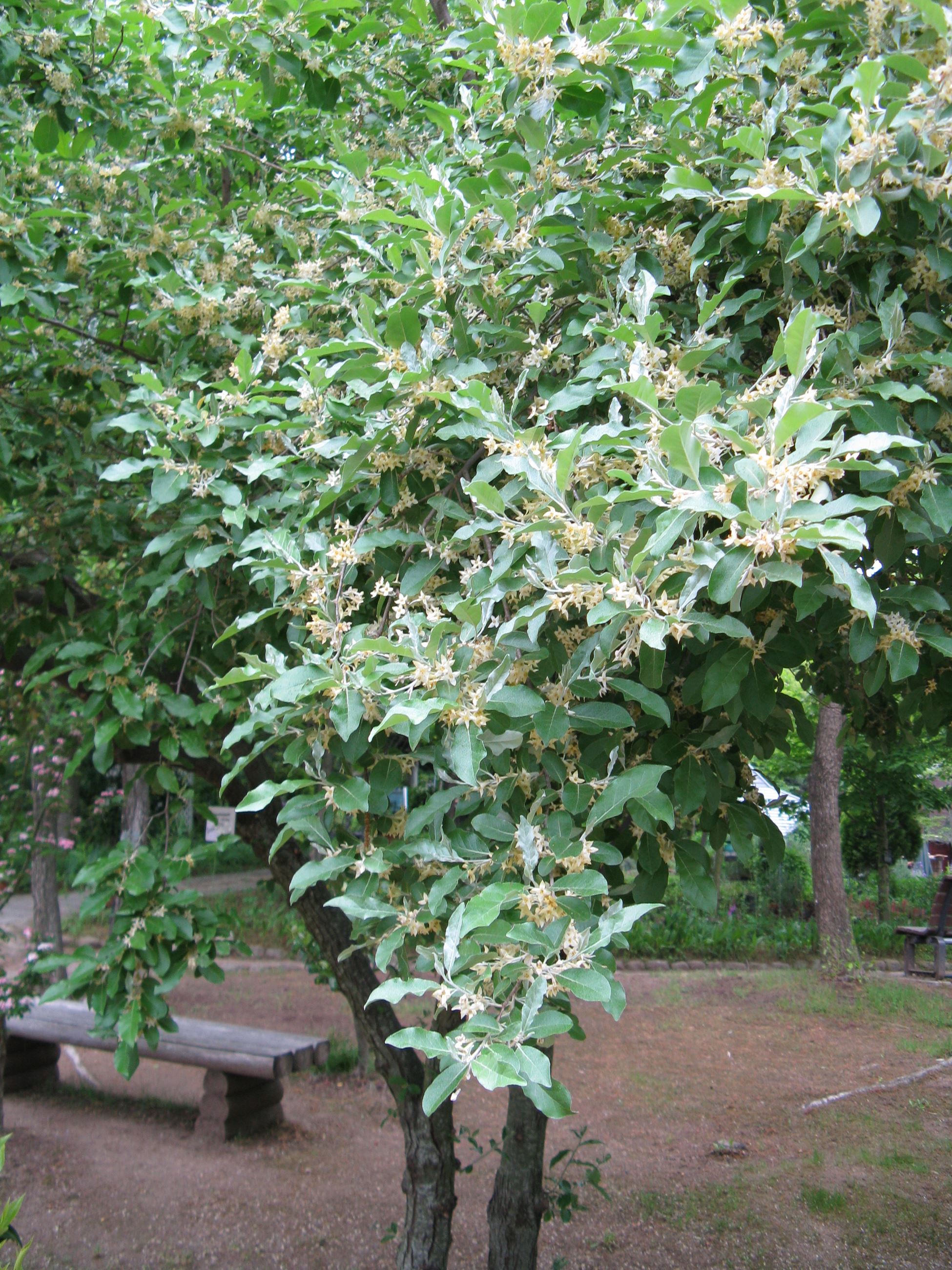 Elaeagnus_umbellata2 (1)