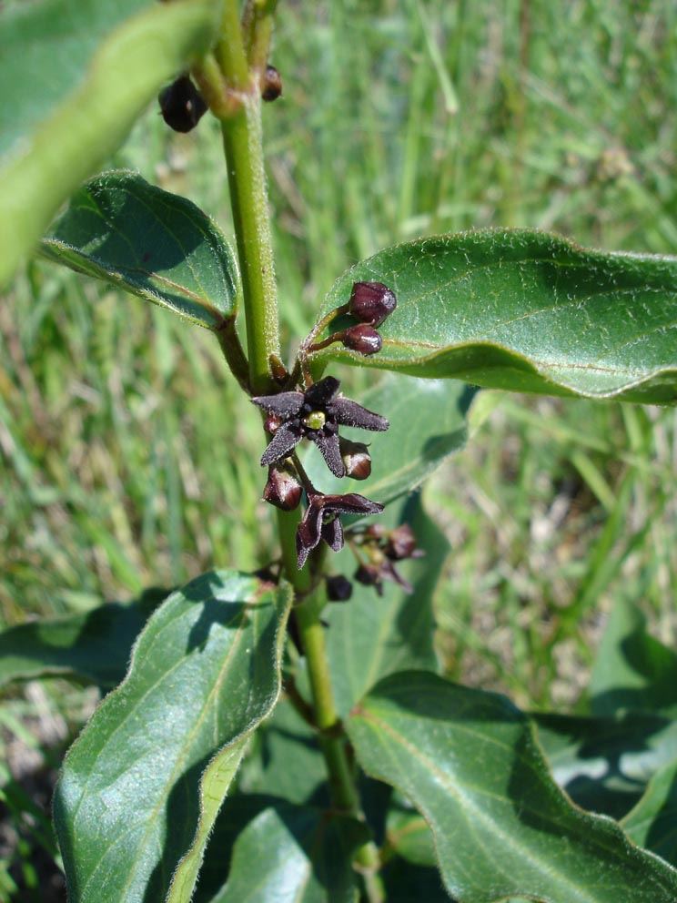 Vincetoxicum_nigrum01