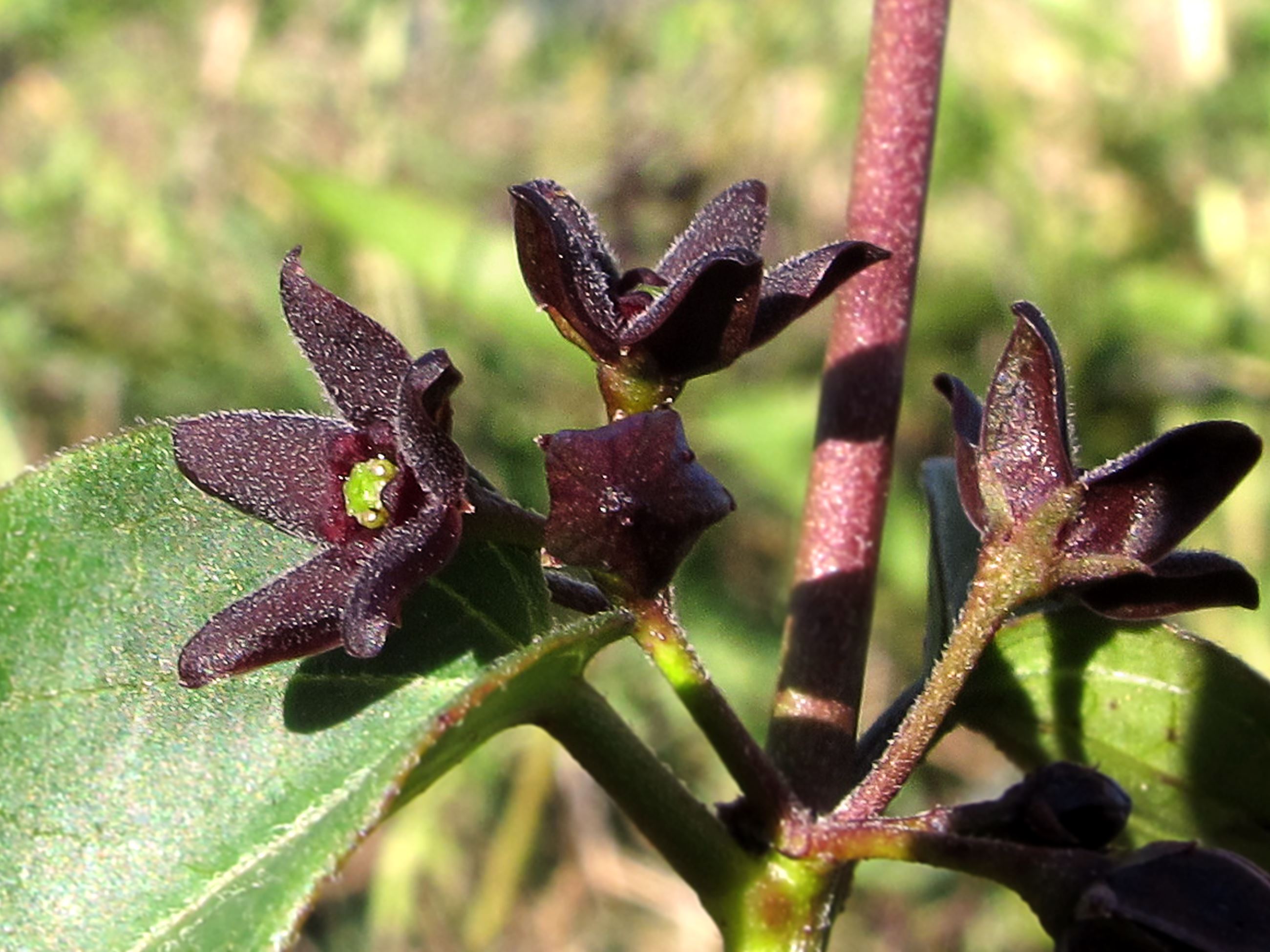 Blackswallowwort1