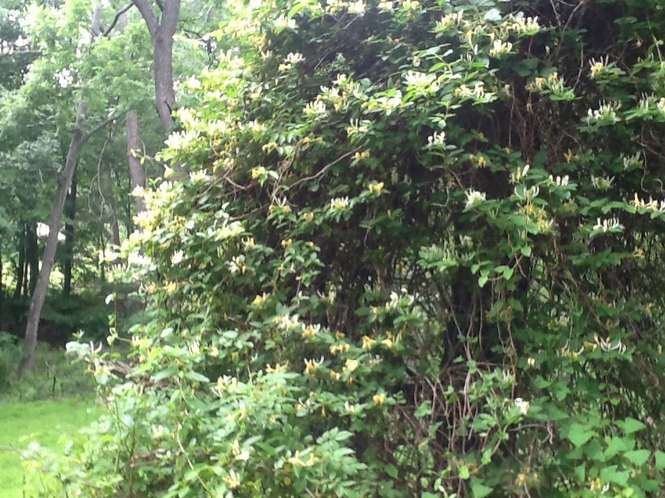 Honeysuckle_growing_wild_at_Free_Spirit_Campground_and_Recreation_Center_in_Landisburg,_Pennsylvania
