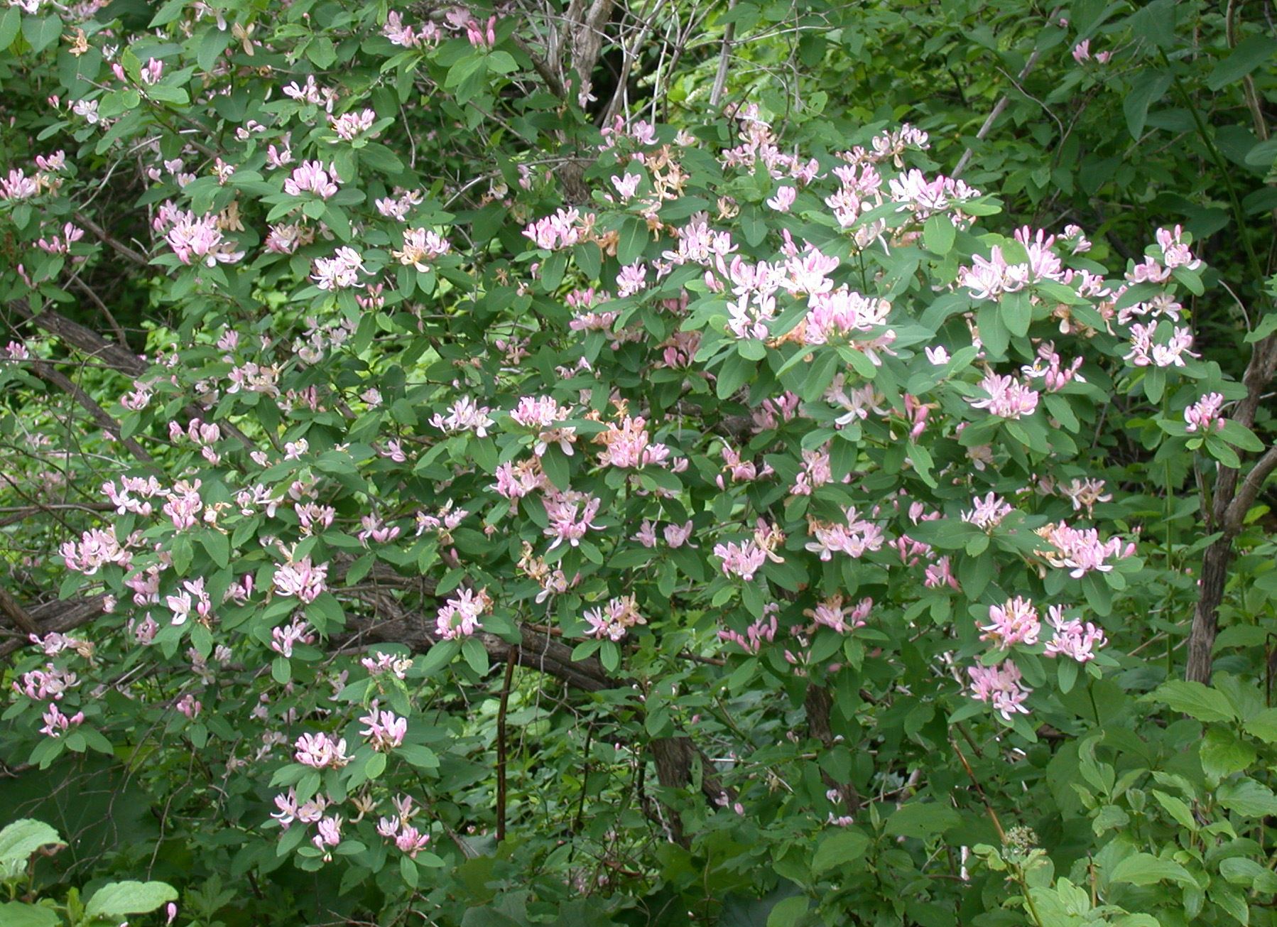 Lonicera_tatarica_15-p.bot-lonicera.tata-045