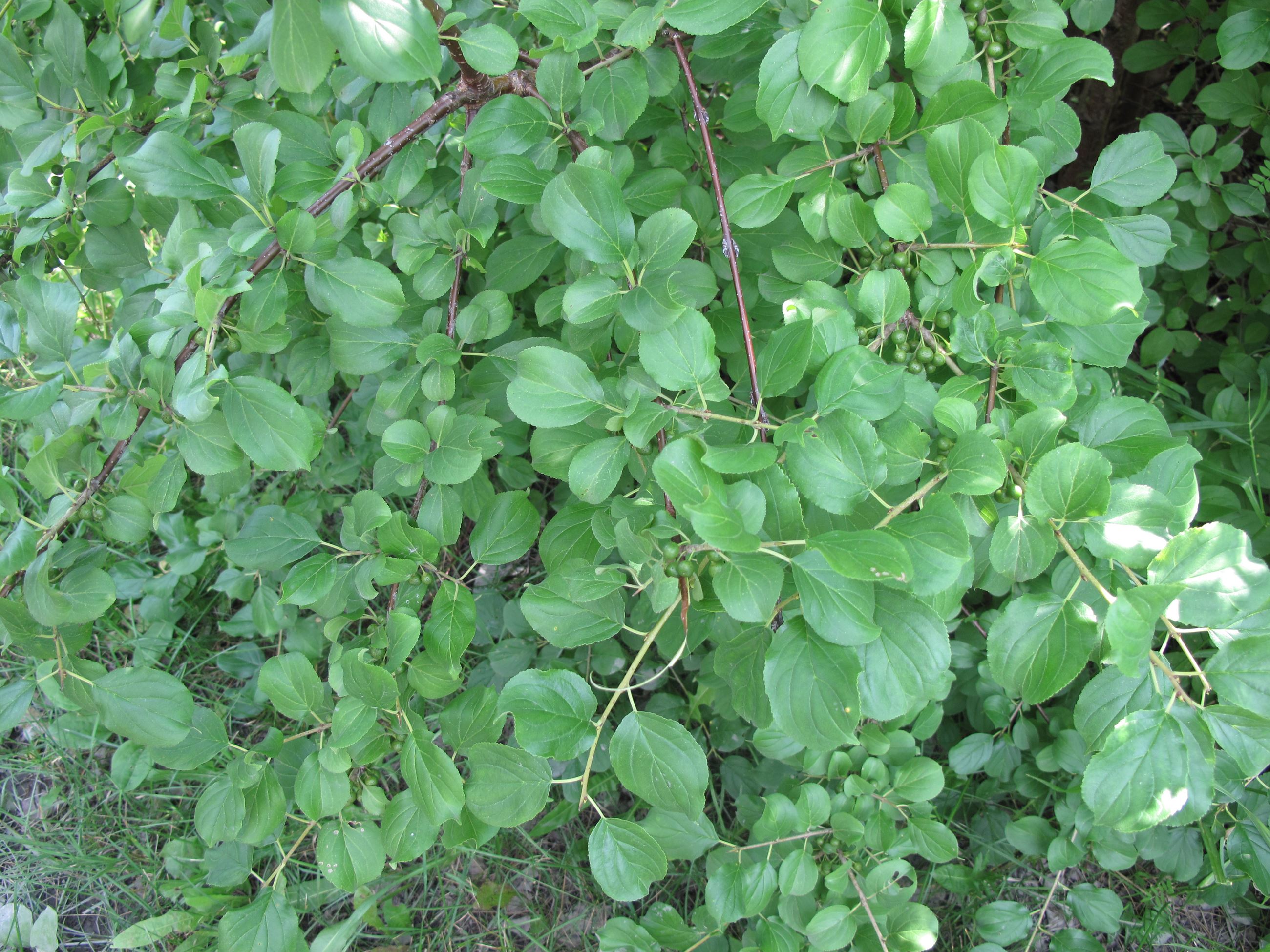 Rhamnus_cathartica_15-p.bot-rham.catha-12