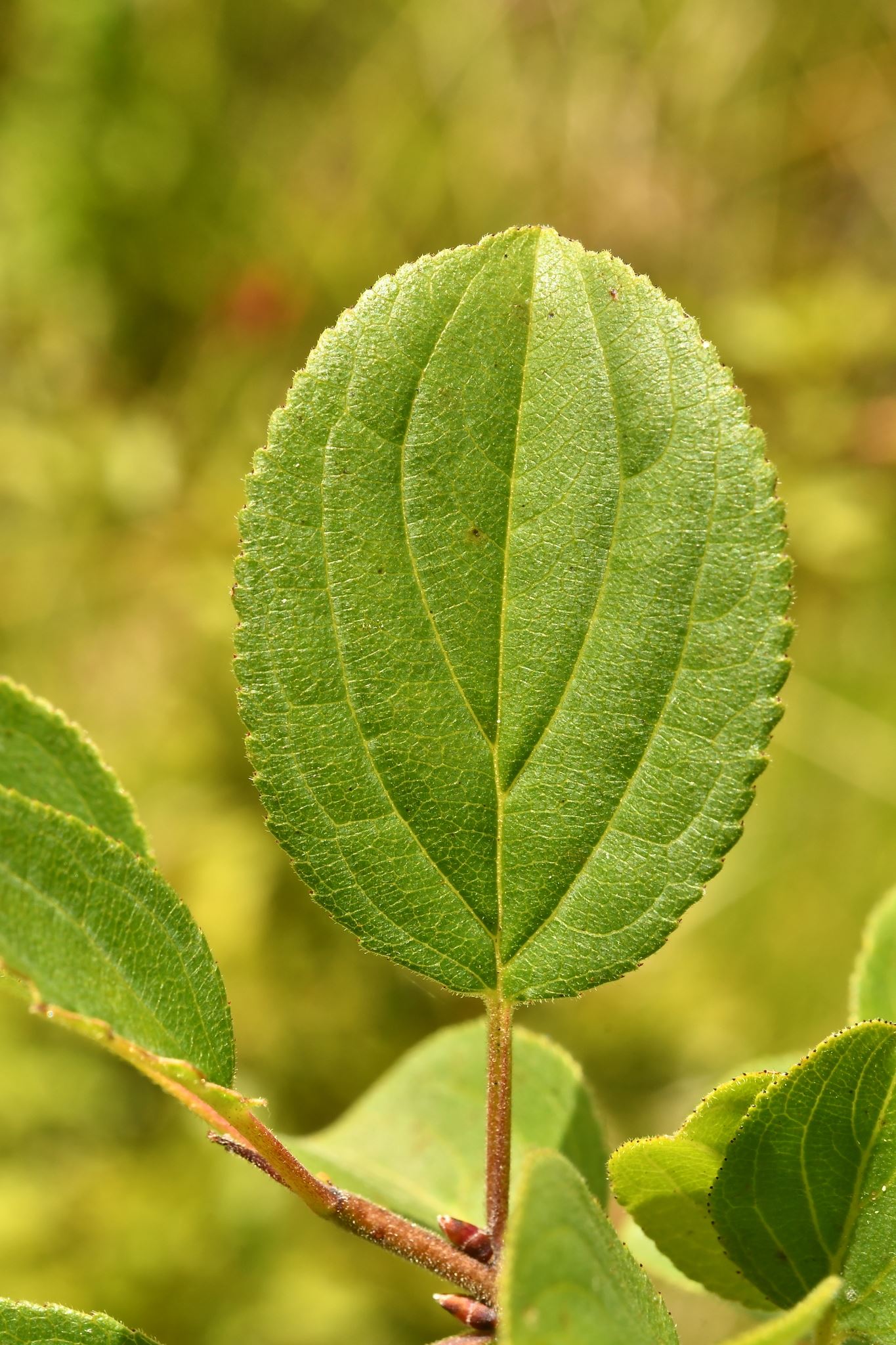 Rhamnus_cathartica_211197379