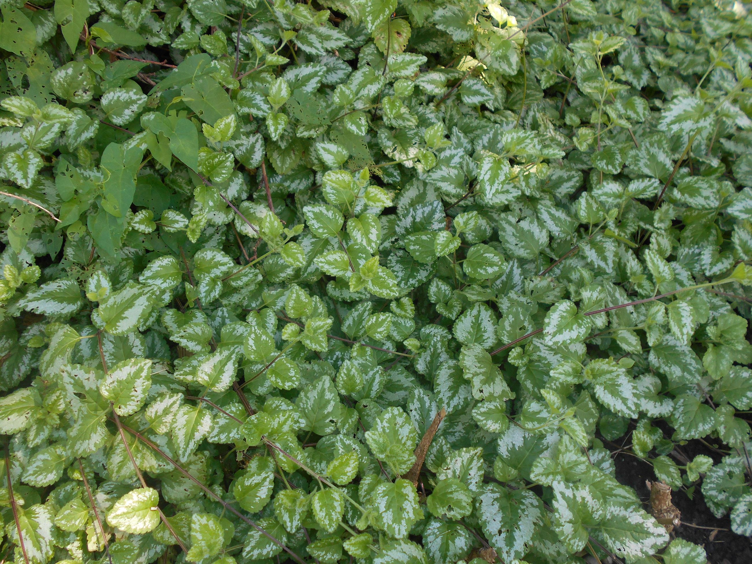 Lamiastrum_galeobdolon_2016-07-31_3305