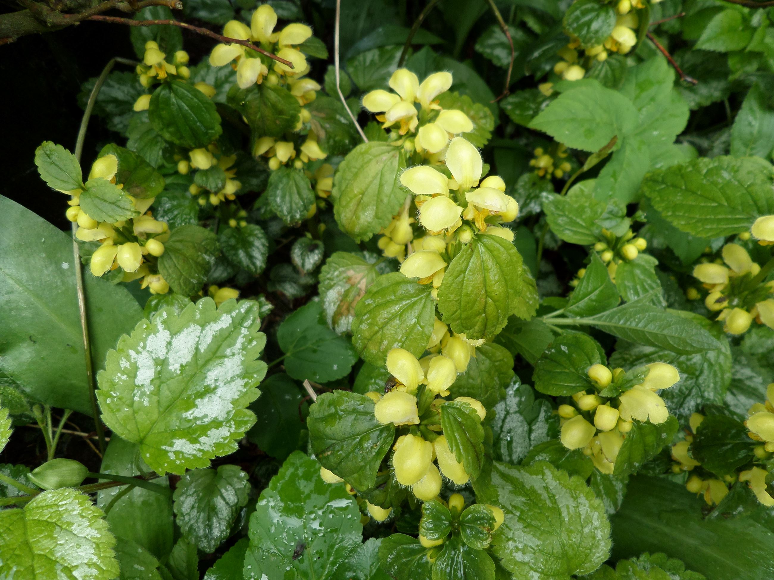 Variegated_Yellow_Archangel_(Lamium_galeobdolon)_at_Chapeltoun