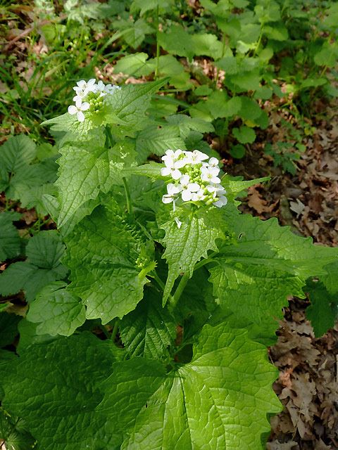 Garlic_mustard_near_Gothersley,_Staffordshire_-_geograph.org.uk_-_2378004