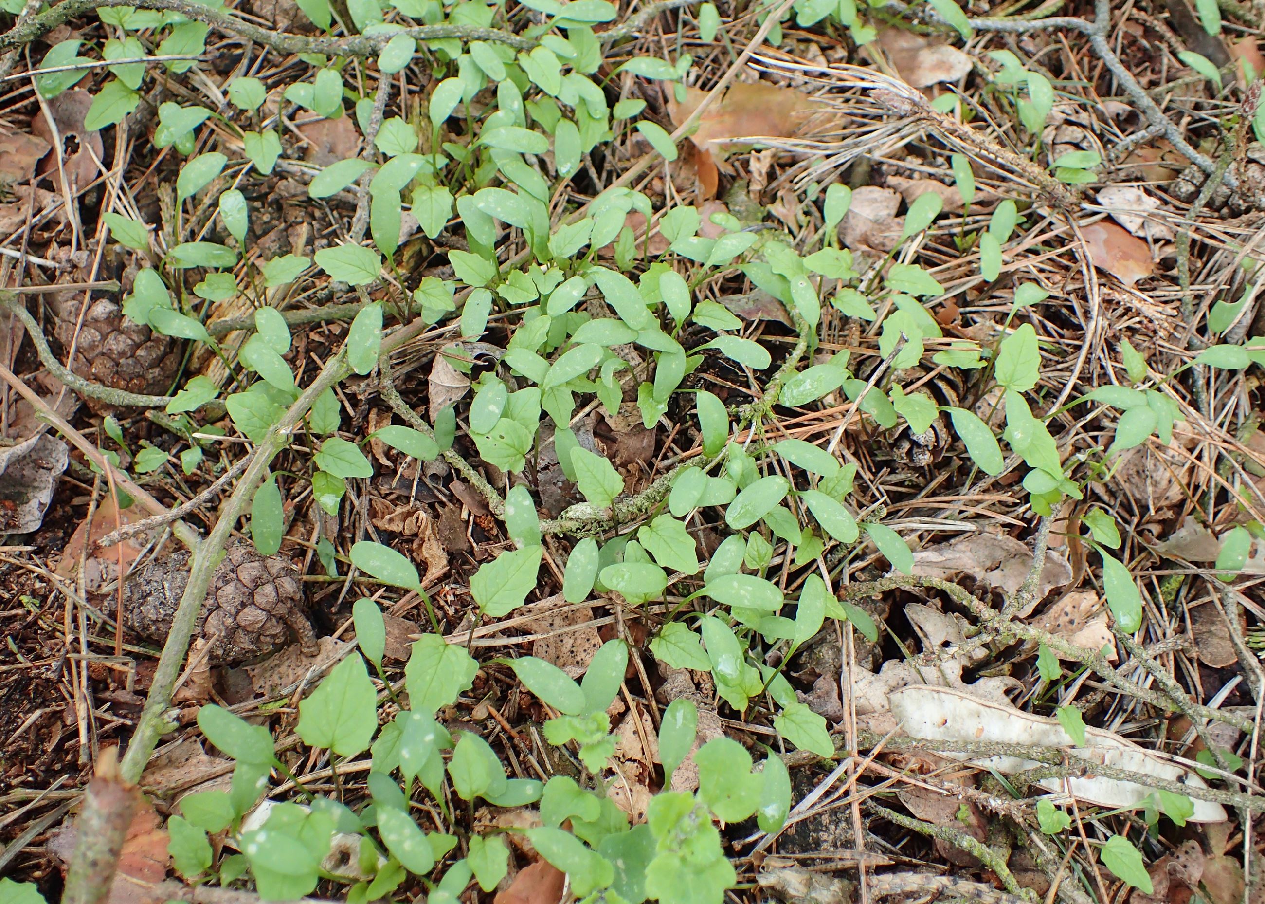 Alliaria_petiolata_kz05