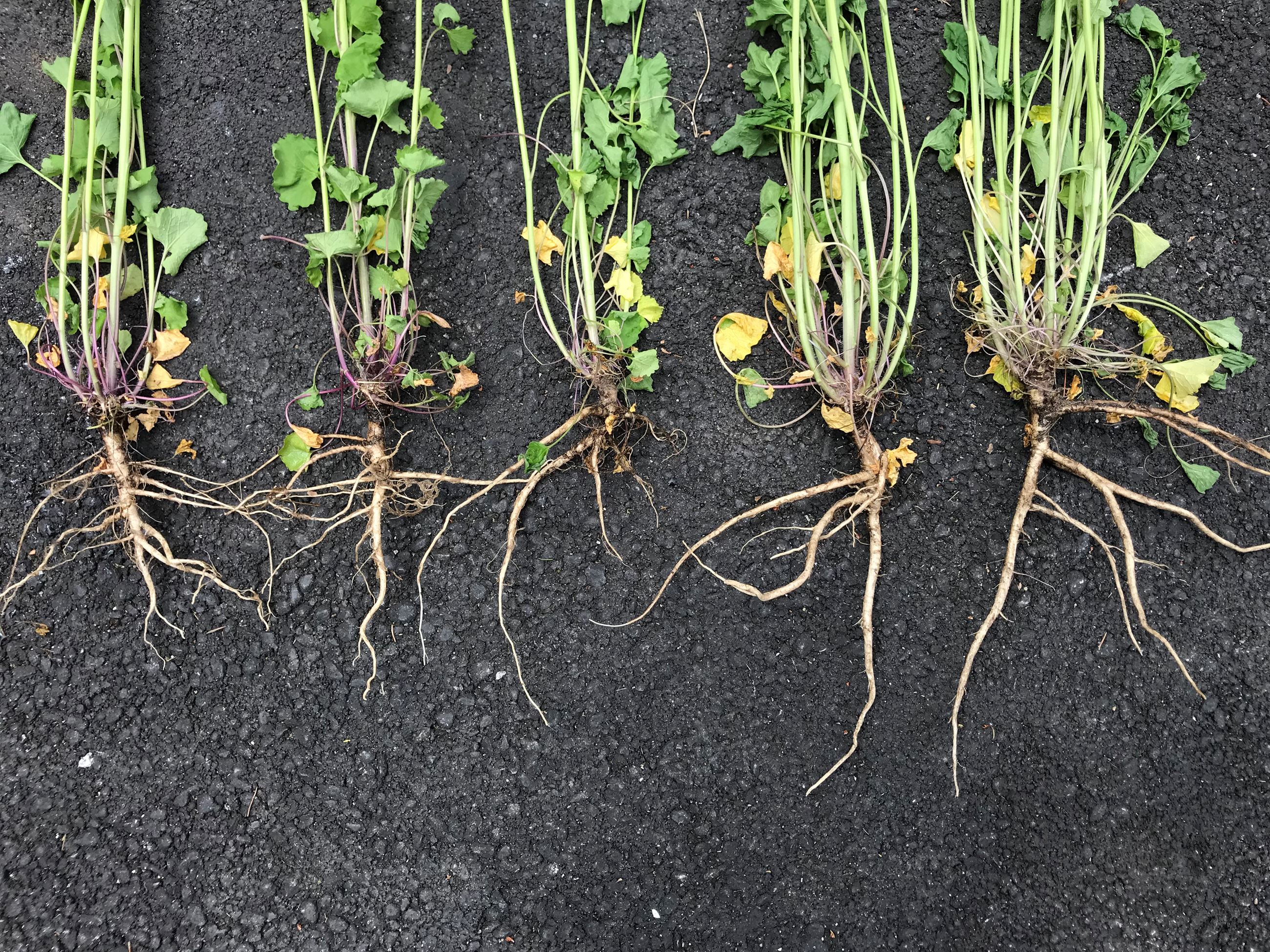 Garlic_Mustard_Roots