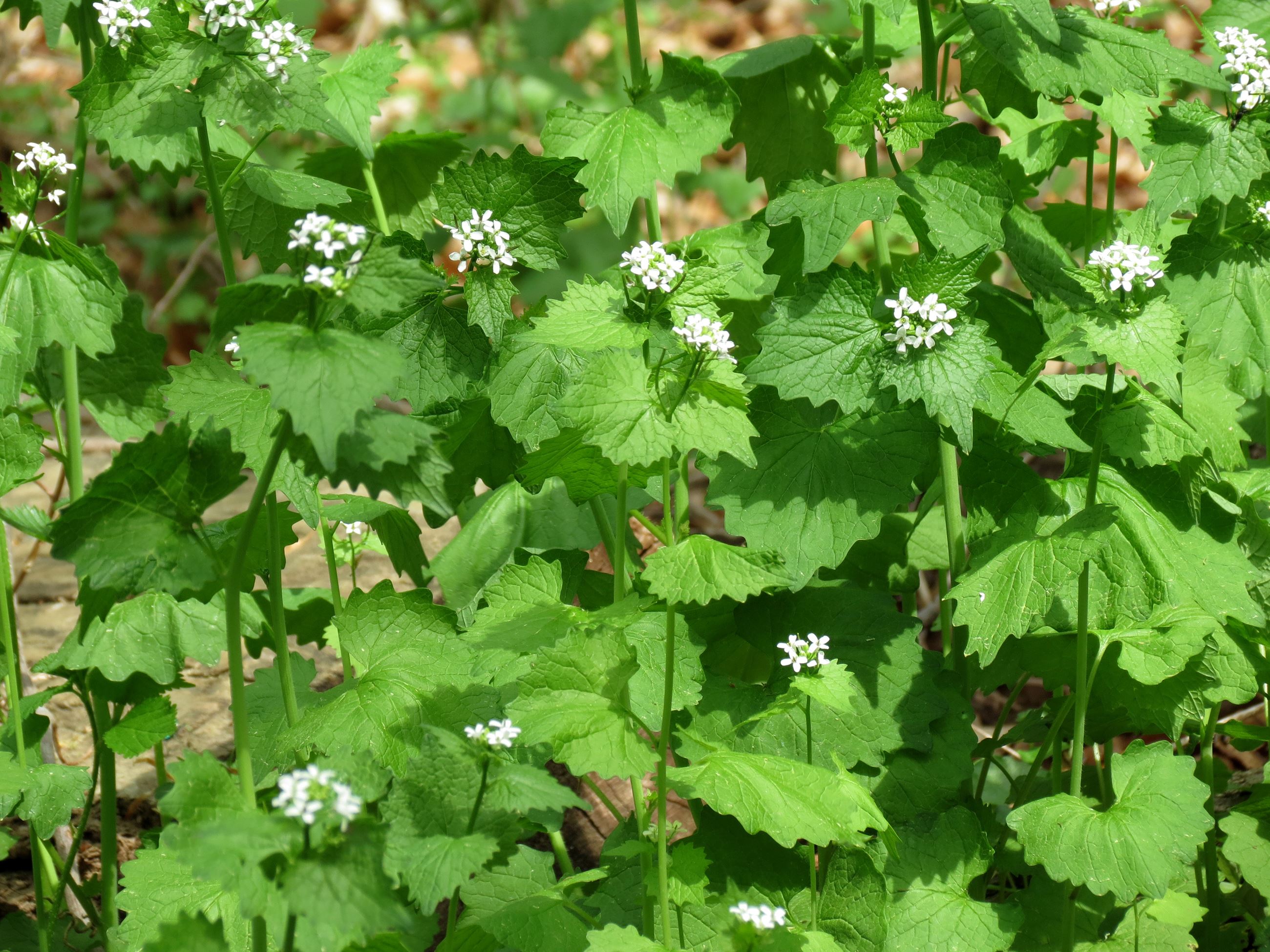 Garlic_Mustard_(34130349315)
